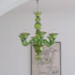 Aurora Chandelier Murano Glass Green